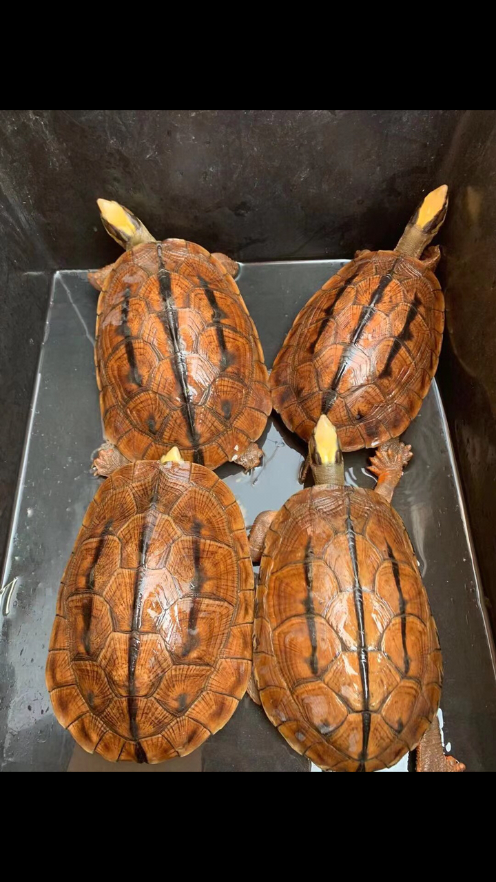 海南大黄头,一公三母#金钱龟