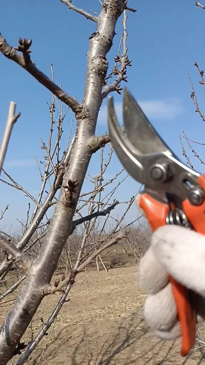 盛果期大樱桃树的这些修剪手法你清楚吗?