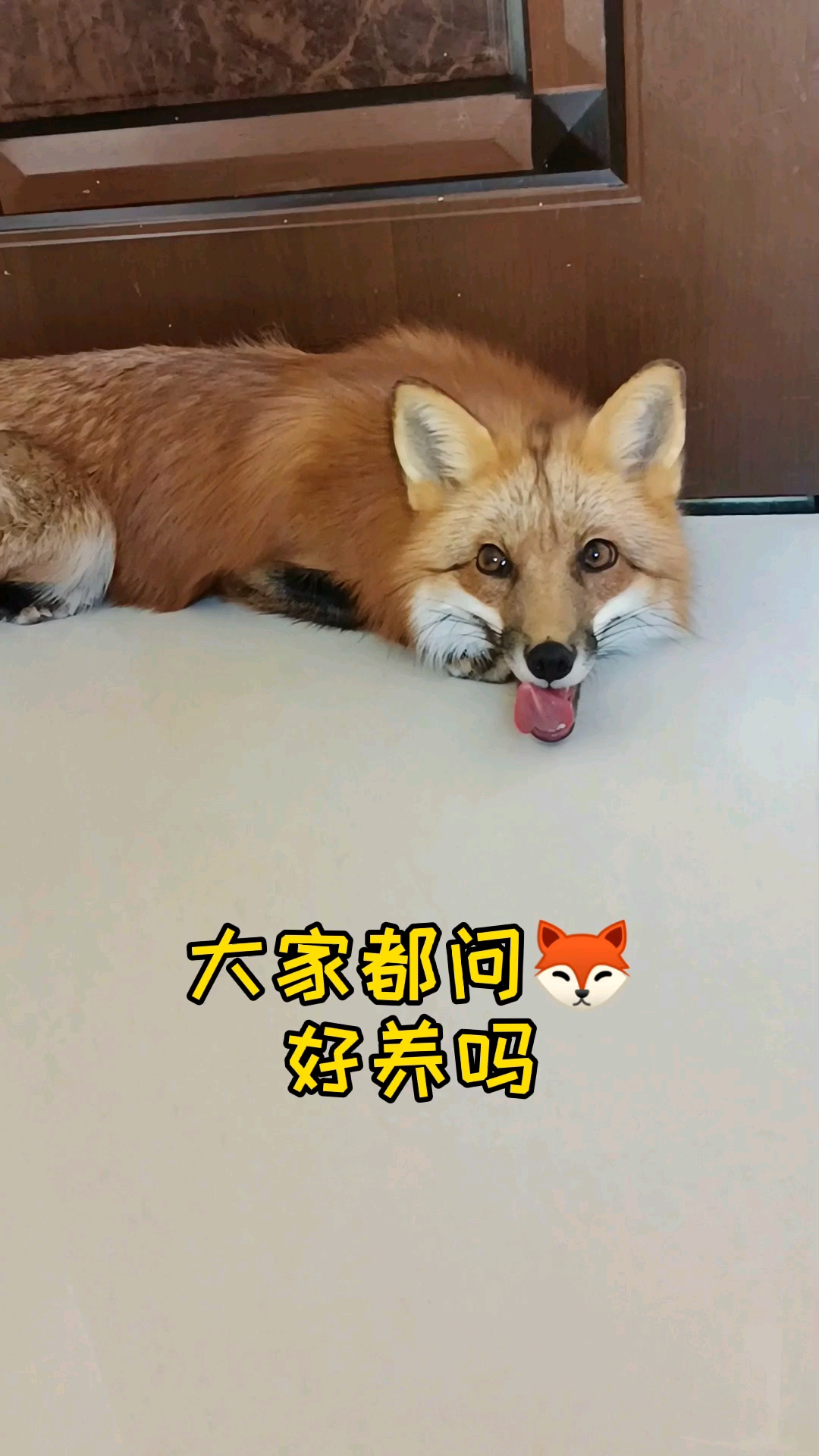 我家萌宠成精了狐狸好养吗快来看看吧