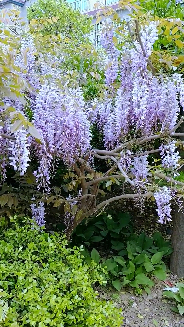 紫藤花开花特别美,花开浓香