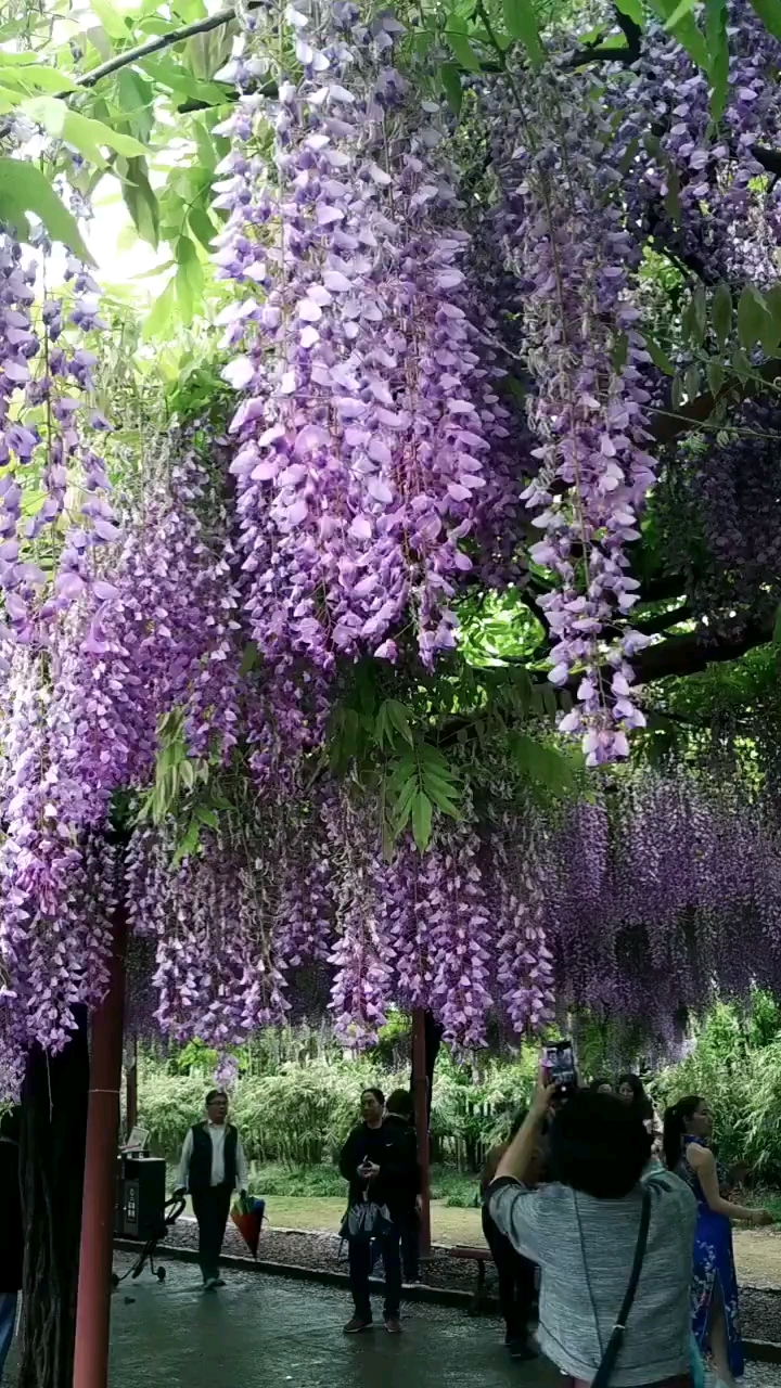 紫藤什么时候开花图片