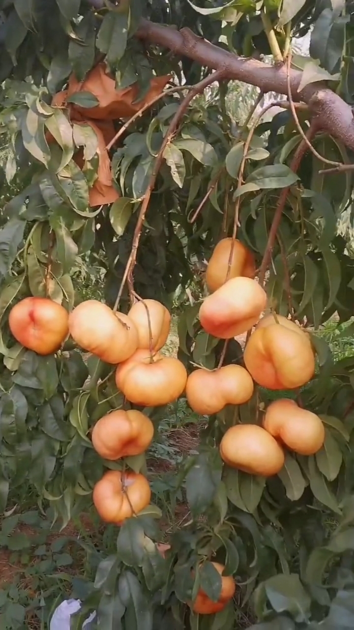 泰安开发区泽雨苗圃#中油蟠9号桃树苗价格2年中油蟠9号桃树苗