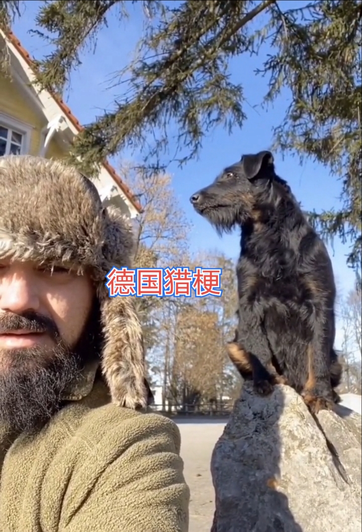 德国猎梗#德国猎梗犬,小型犬,小钢炮,猎犬-度小视