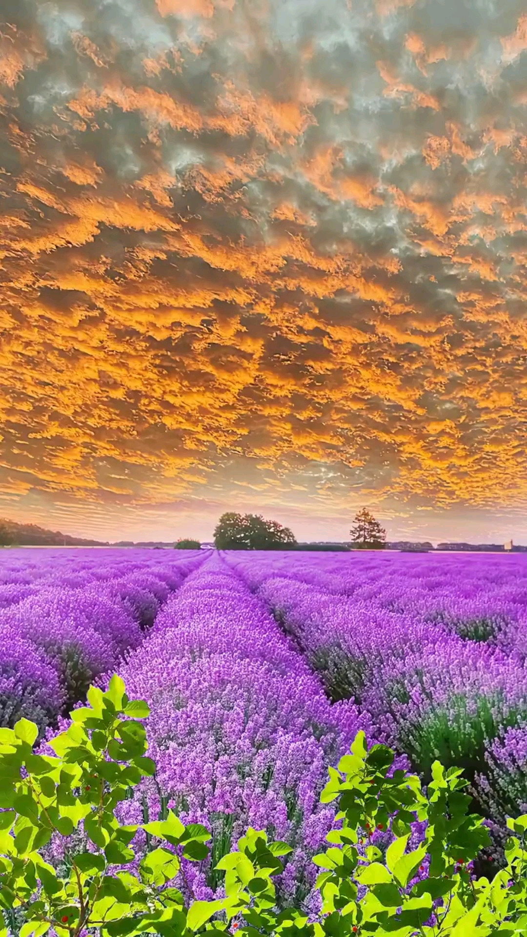 花海#花海旭日初升,漫步在紫色花海里一缕缕淡淡的清香扑面而来