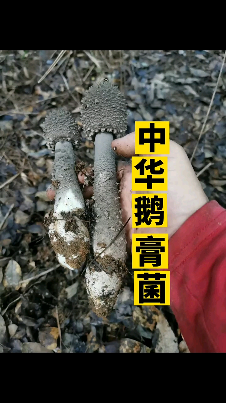中华鹅膏菌的最大特点就是伞打开后特别的香-度小视