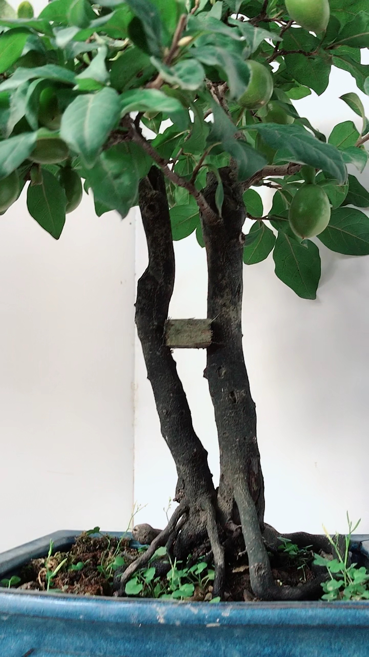 一本双杆金弹子