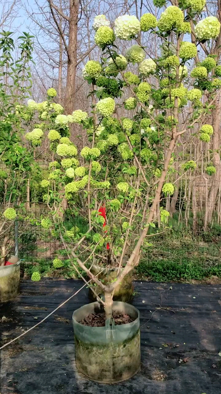 中华木绣球又名斗球耐寒耐旱南北方都可以栽植