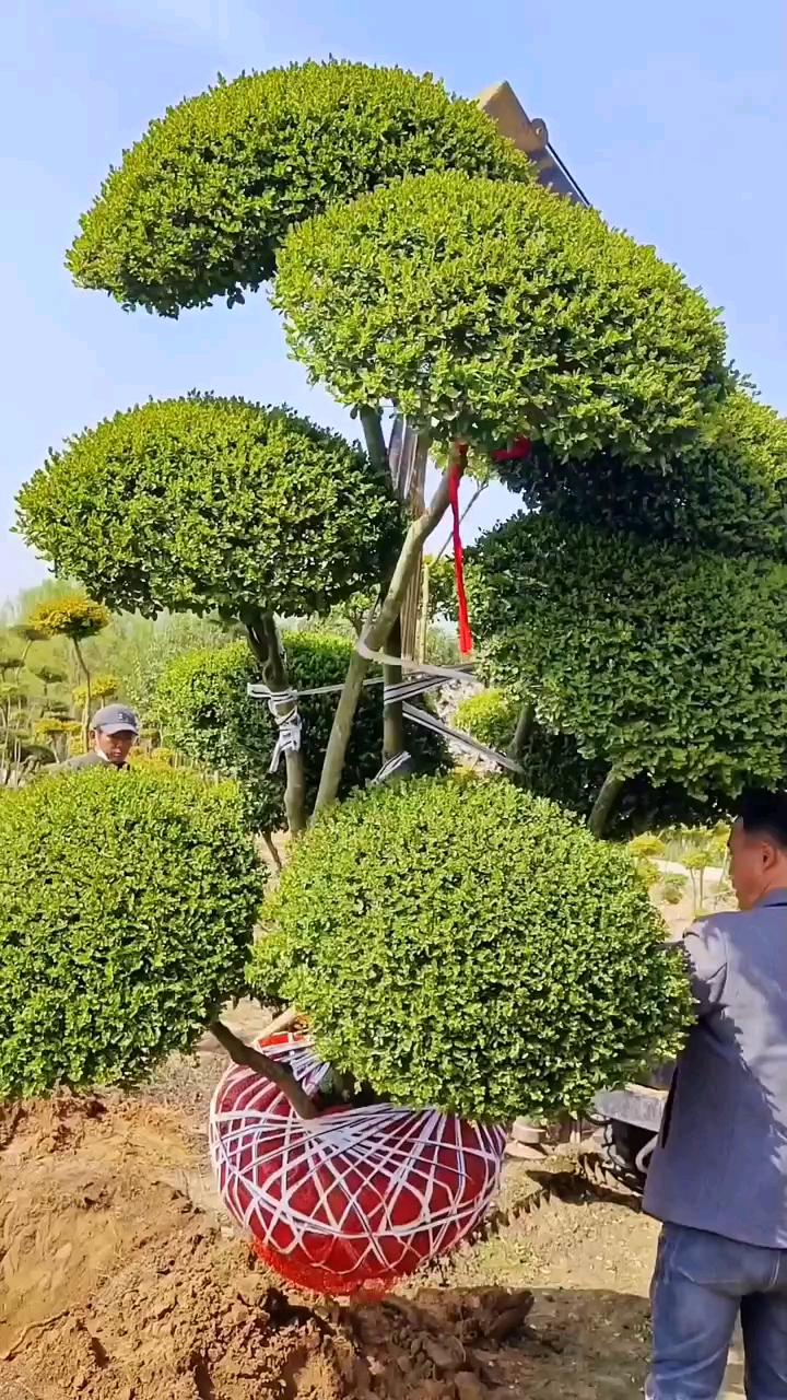 小叶女贞造型树四季常青不落叶耐寒耐旱南北方都可以栽植