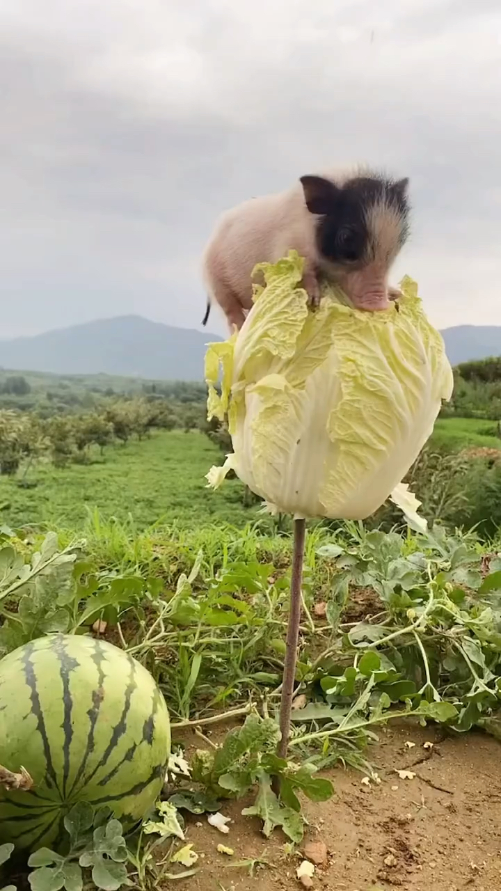 神奇动物在这里好白菜都让猪拱了