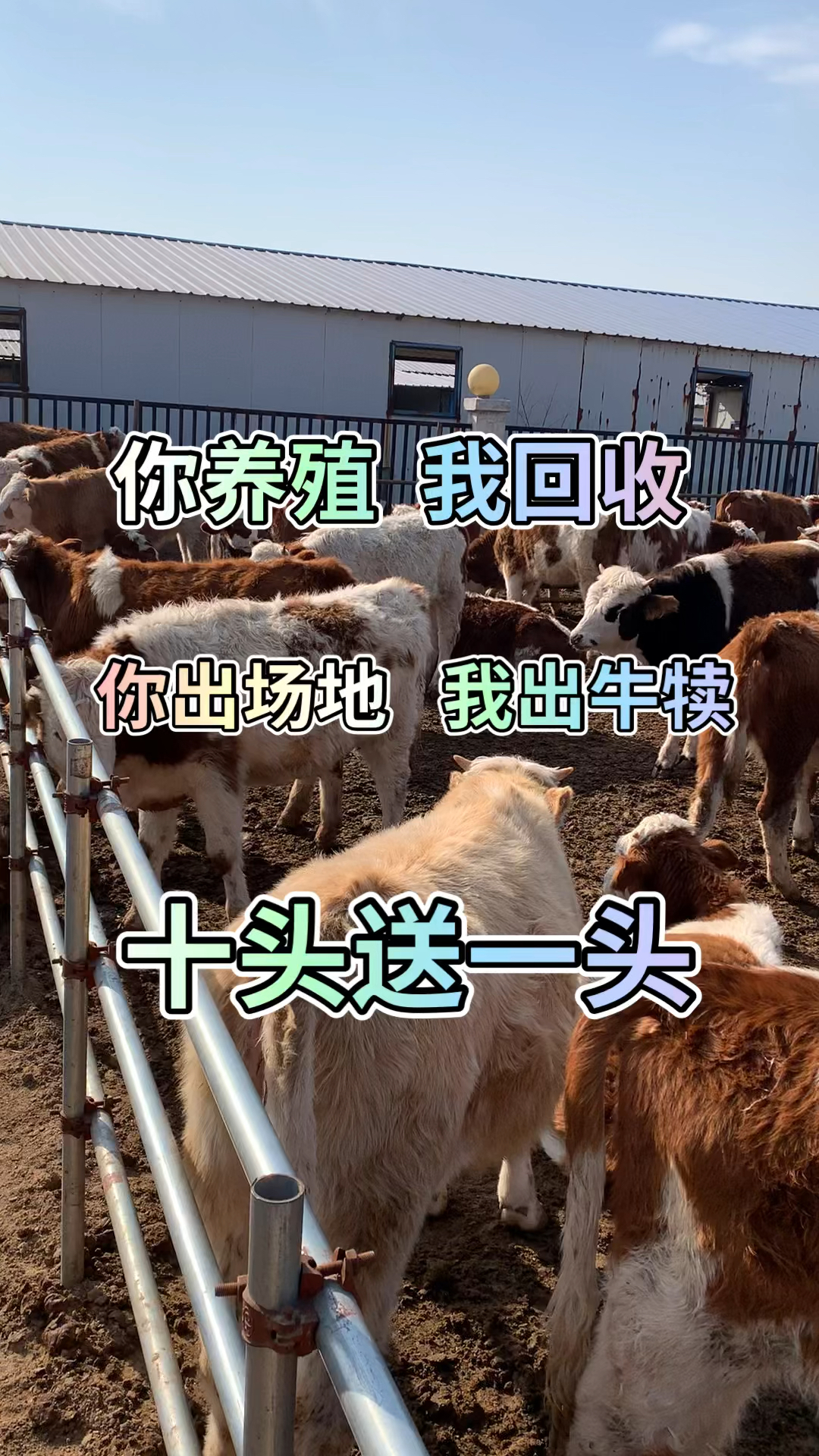 你养殖我回收,免费提供牛犊