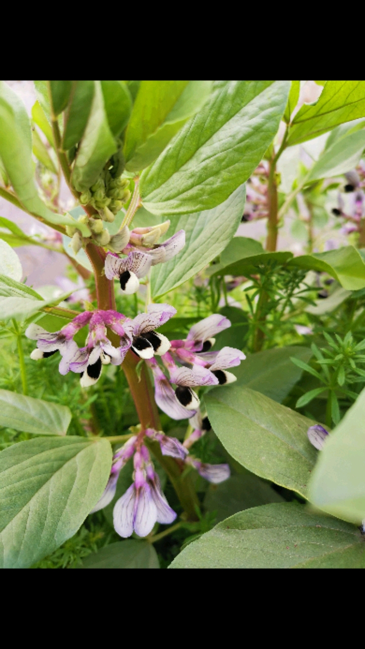 胡豆花,近看真美!