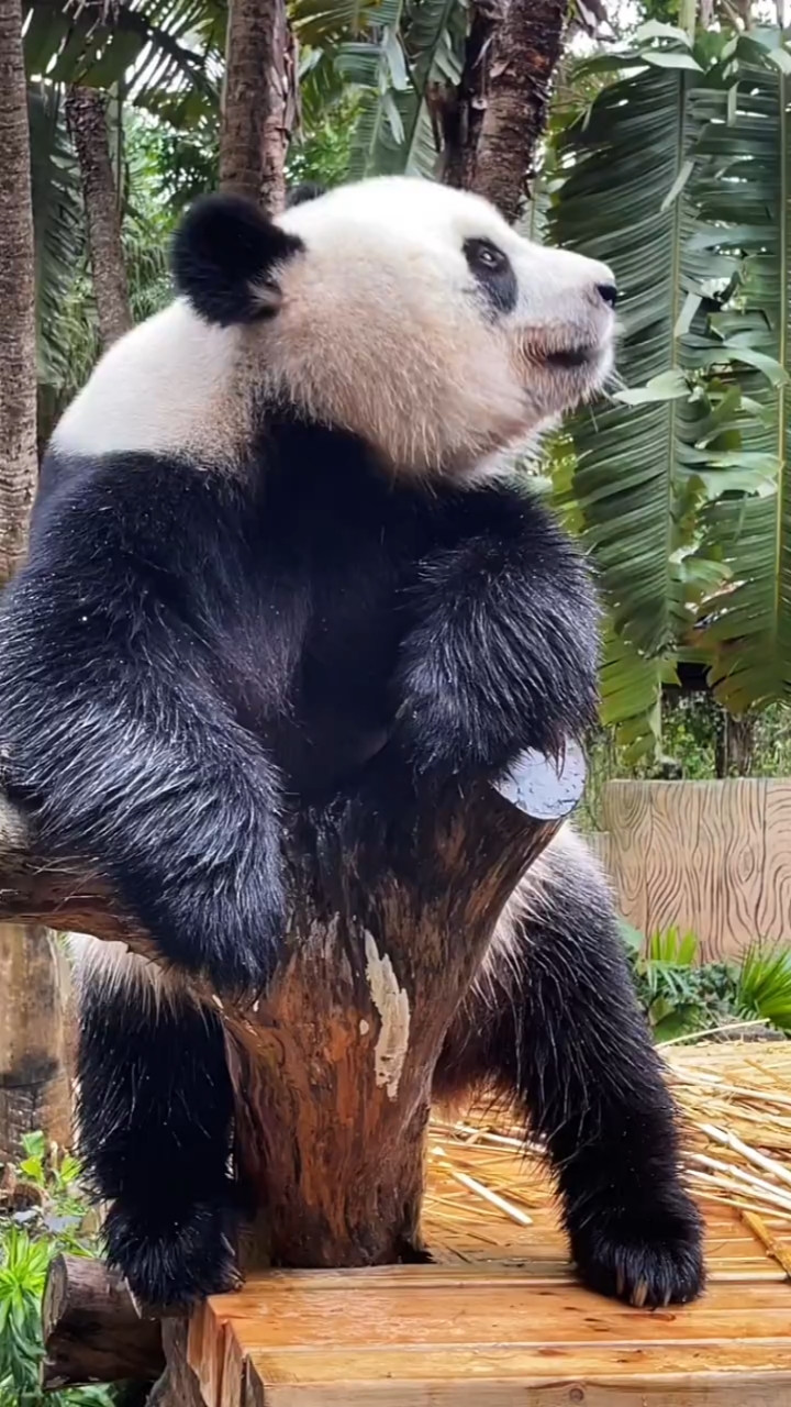 熊猫:今天我感觉特别帅气