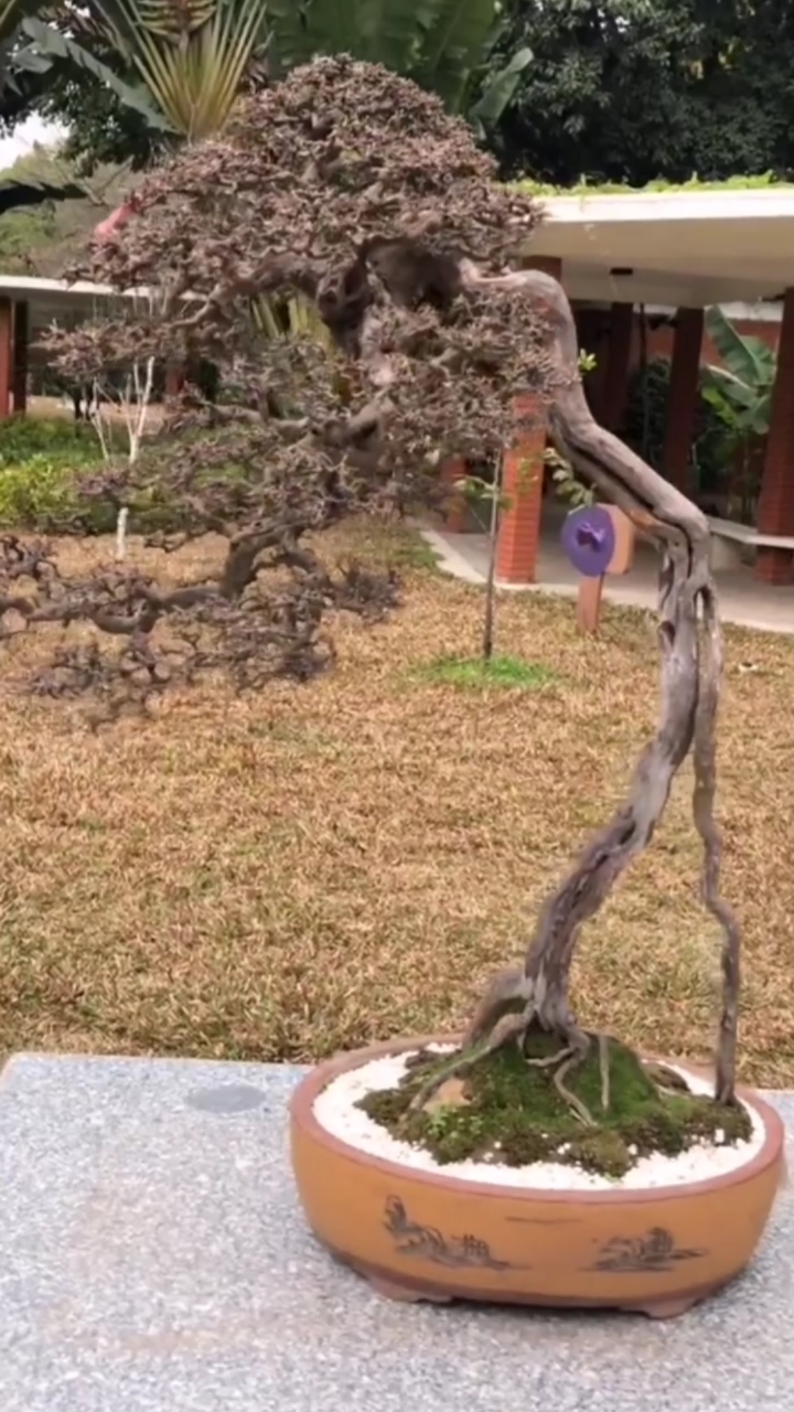 盆景这个造型怎么样云头雨脚