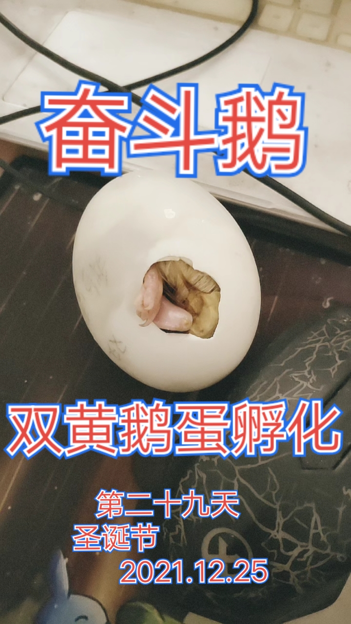 一起跨年瓜分现金#双黄鹅蛋孵化第二十九天,努力奋斗破壳中,今天圣诞