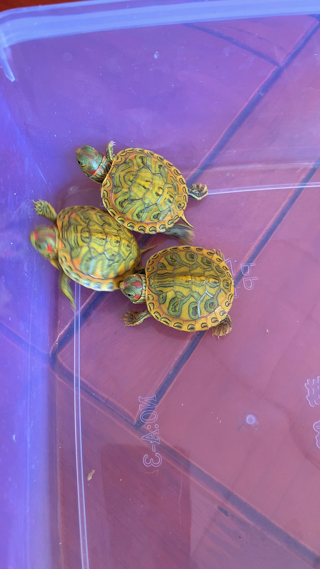 记录生活蜡笔小新蜡笔巴西龟巴西龟家族当中高级品种