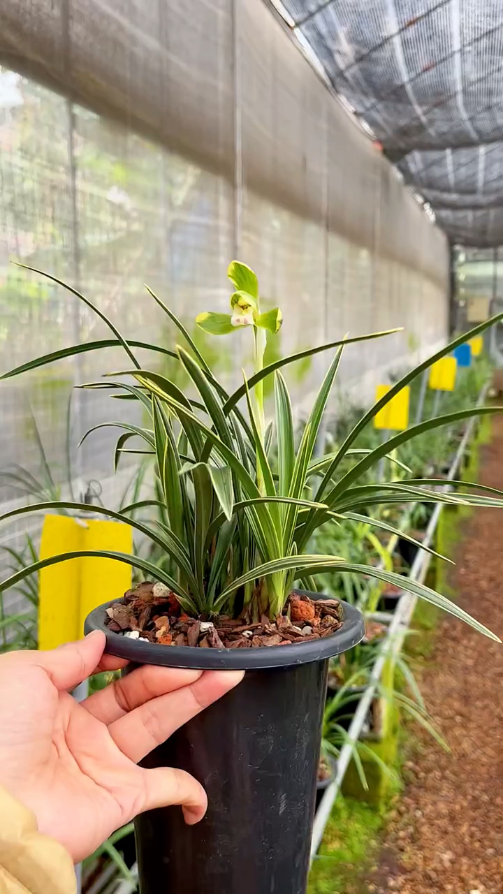 兰花#春兰雪山天草