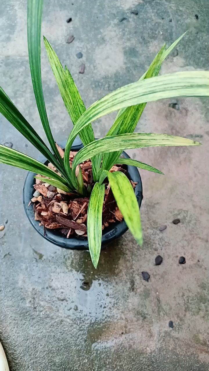 兰花#建兰虎斑艺