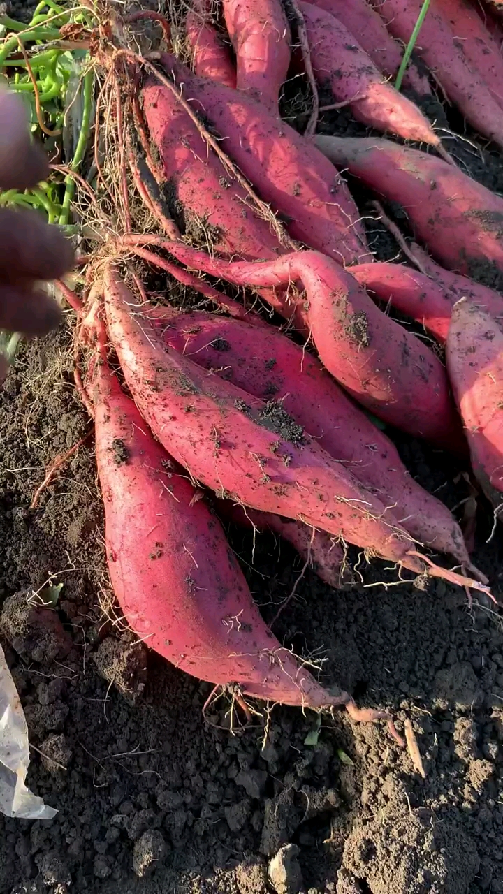 纯沙地新鲜西瓜红蜜薯,今年的新鲜红薯