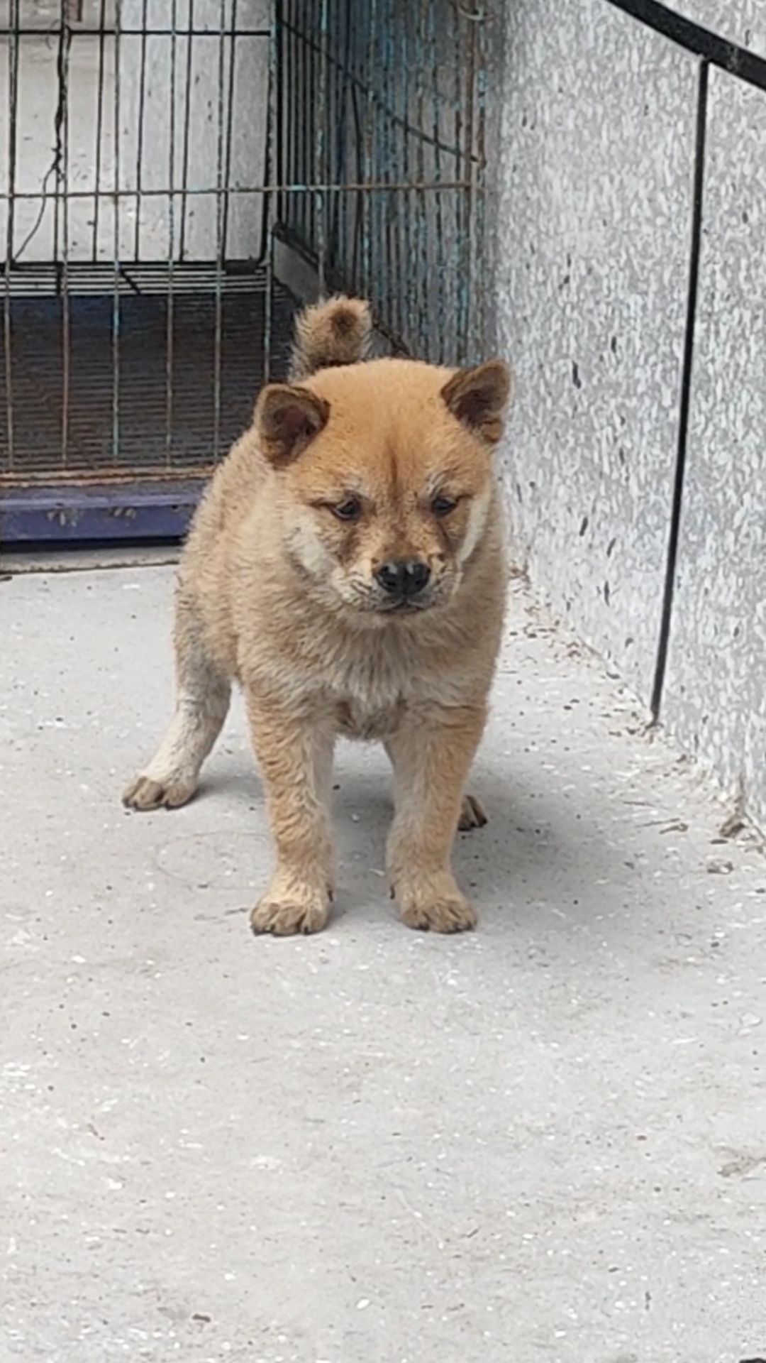 破鼻小狗公小小金钢鸟