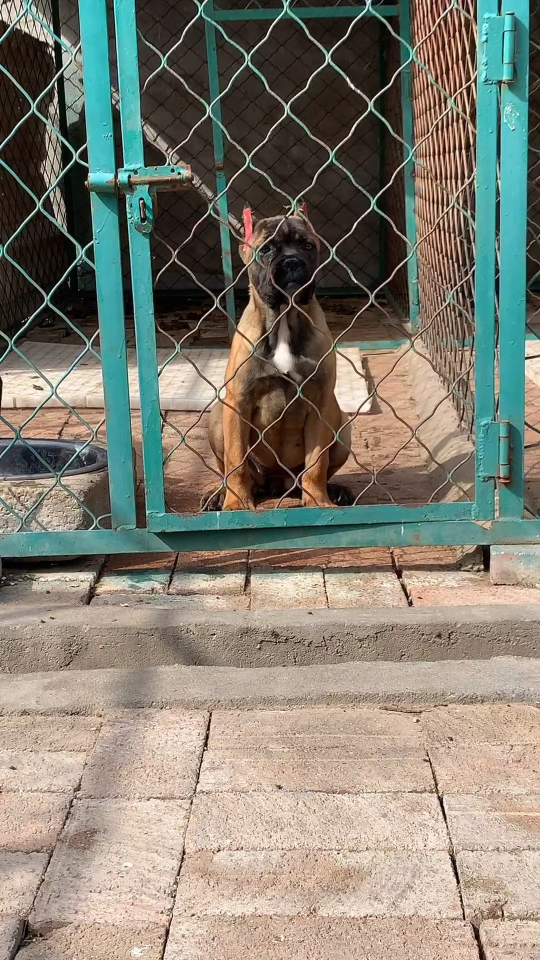 铁面卡斯罗#精品铁面黄色卡斯罗-度小视