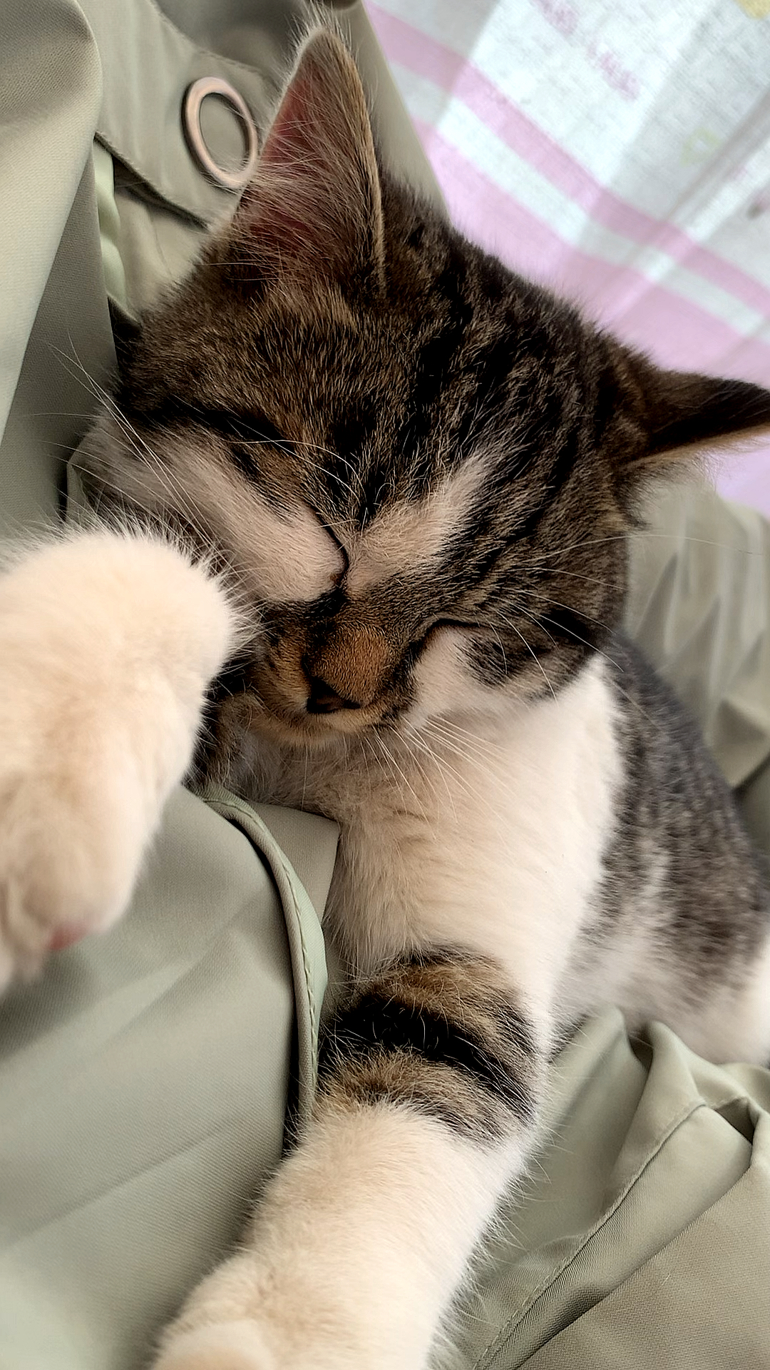 瞧,这里有只睡得很香的可爱猫宝宝