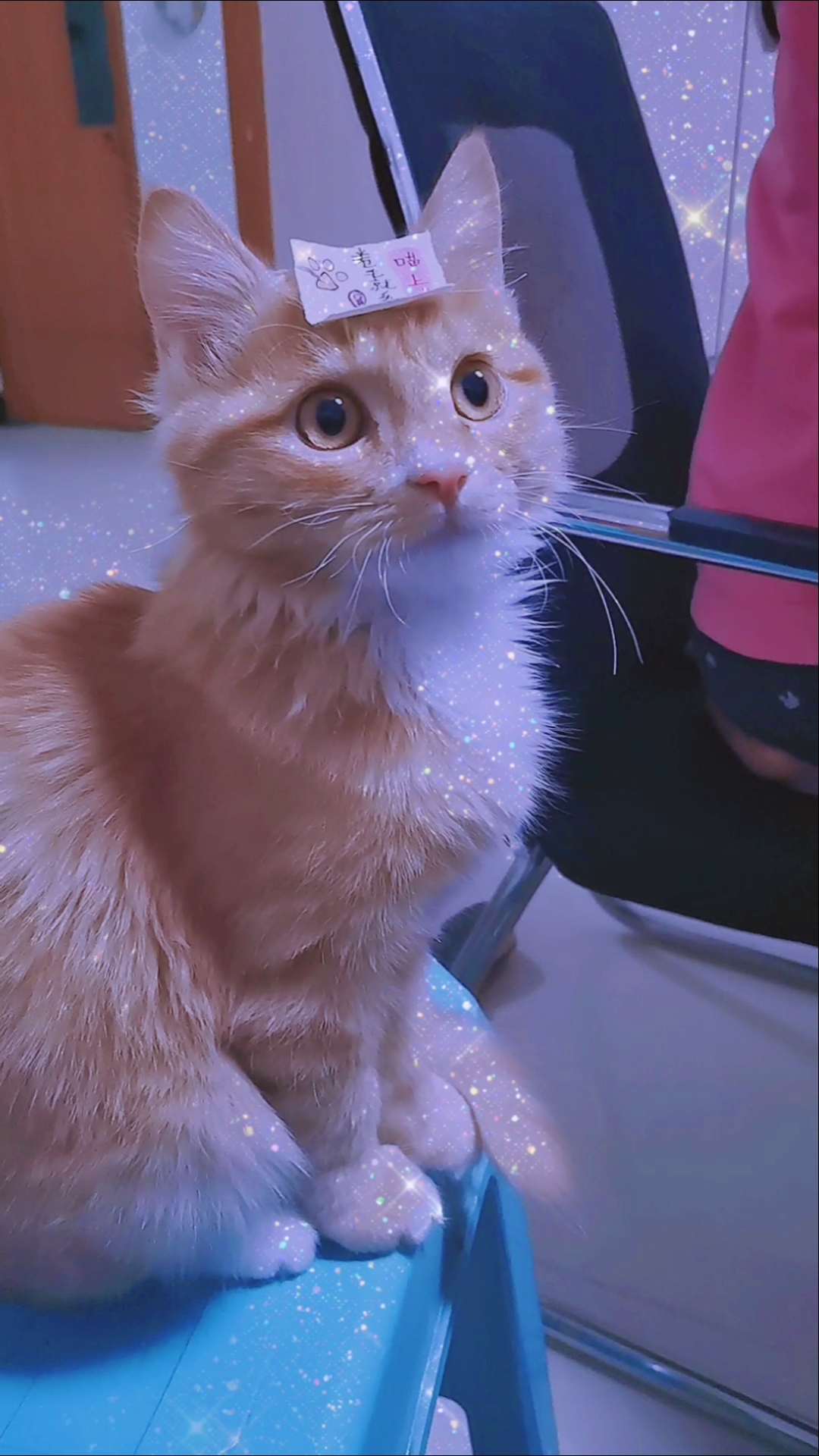 太香了小馋猫太可爱了