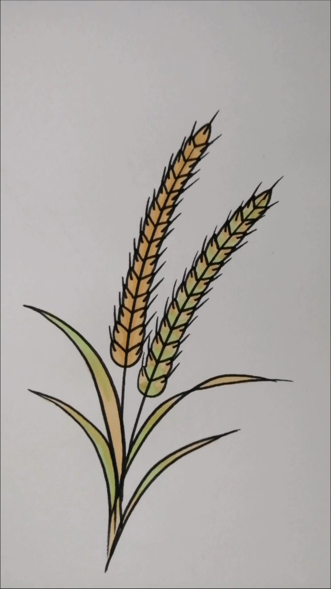 麦穗的画法简单图片