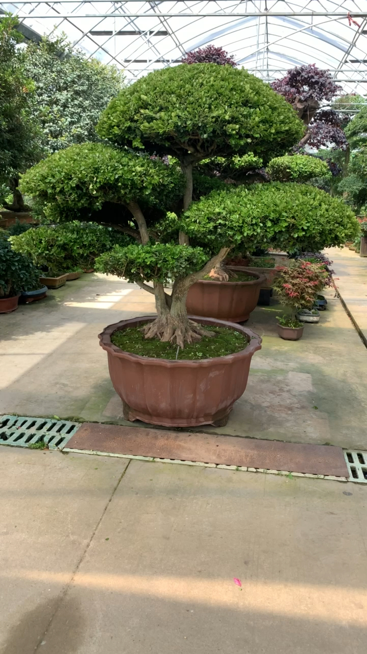 大型地景黄杨,适合庭院别墅栽种