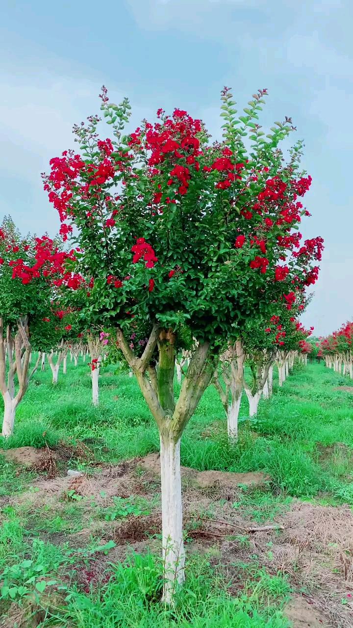 红花紫薇红红火火,耐寒耐旱南北方都可以栽植,花期长达120天