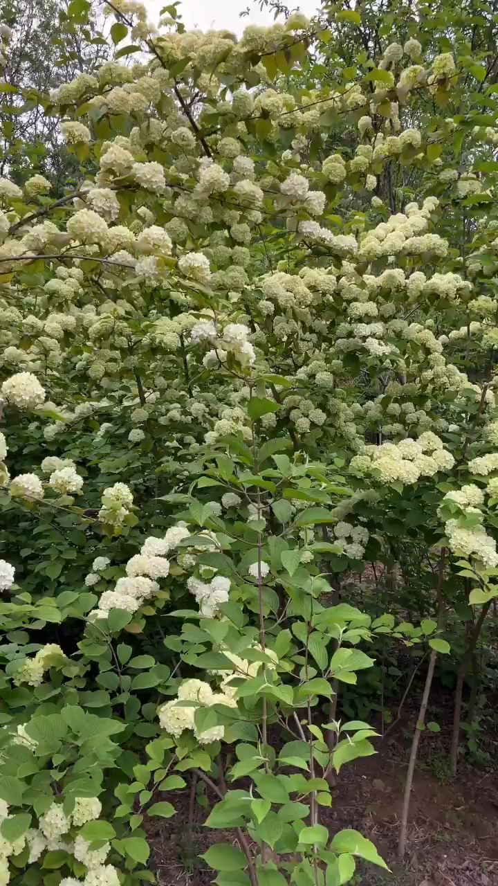 麻叶绣球,开花小,花簇多,花量密集,庭院种植最佳效果!