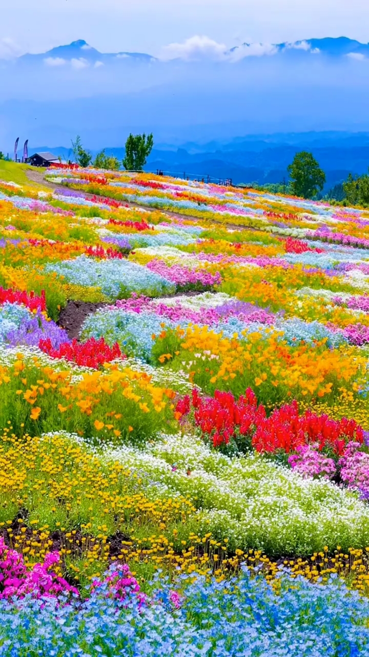 风景如画#如果能在春天的地毯上打个滚,那这应该是春天最正确的纯开