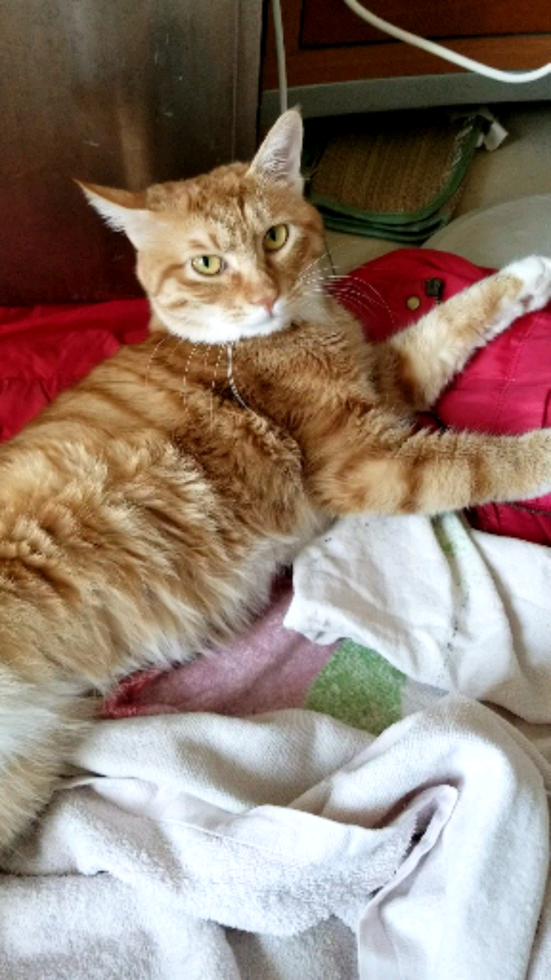 镜头下的猫咪#小赖皮