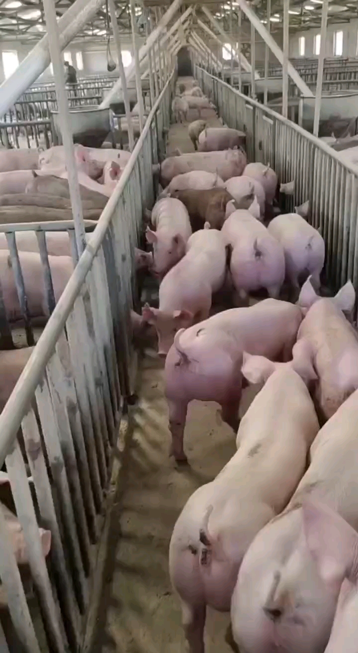 英系大白比系长白杜洛克种公猪身高腿长屁股大基因纯正完美体型