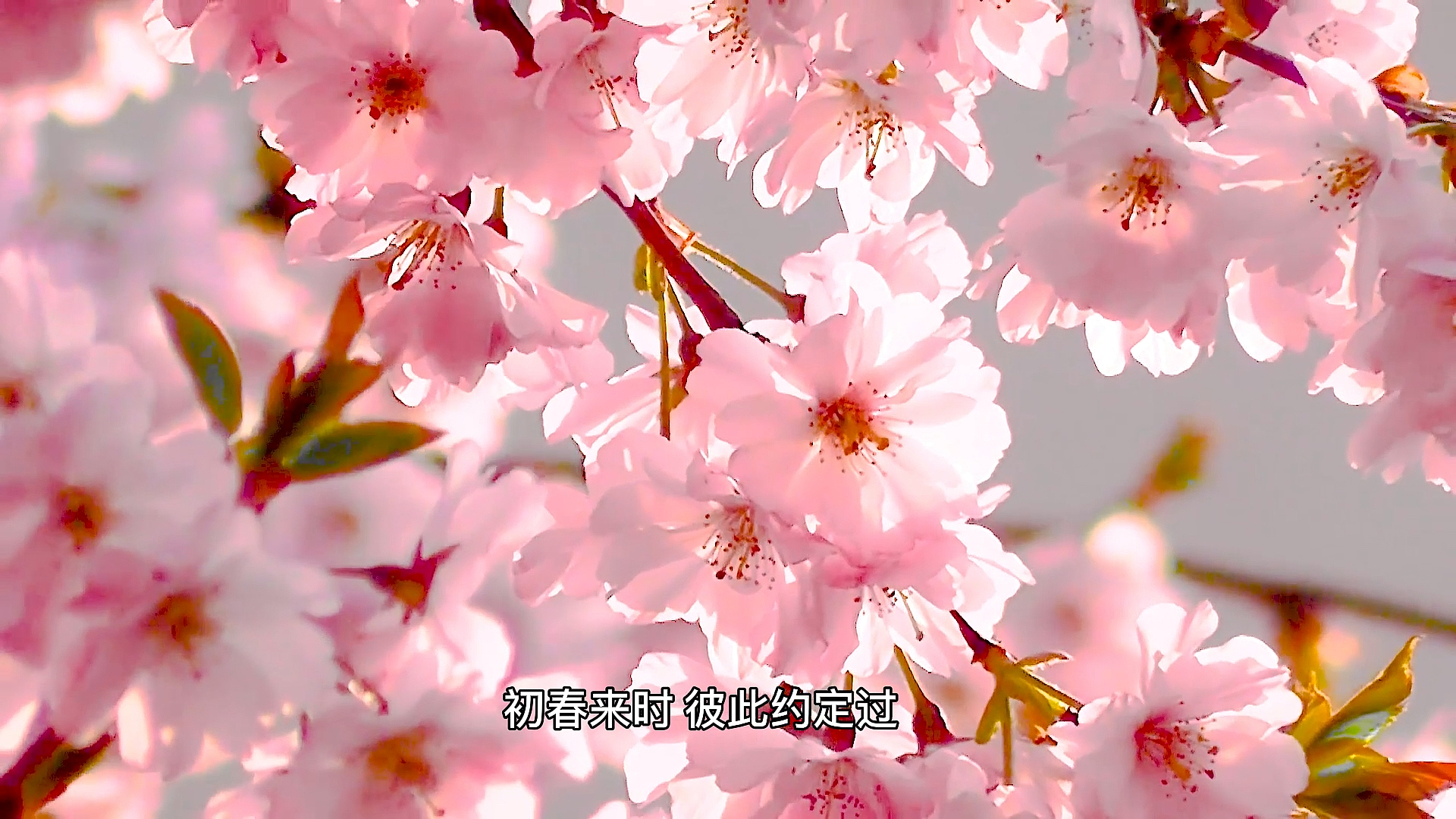 文案#还记得樱花正开,还未懂的跟你示爱