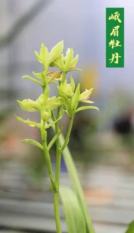 兰花建兰多瓣奇花峨眉牡丹