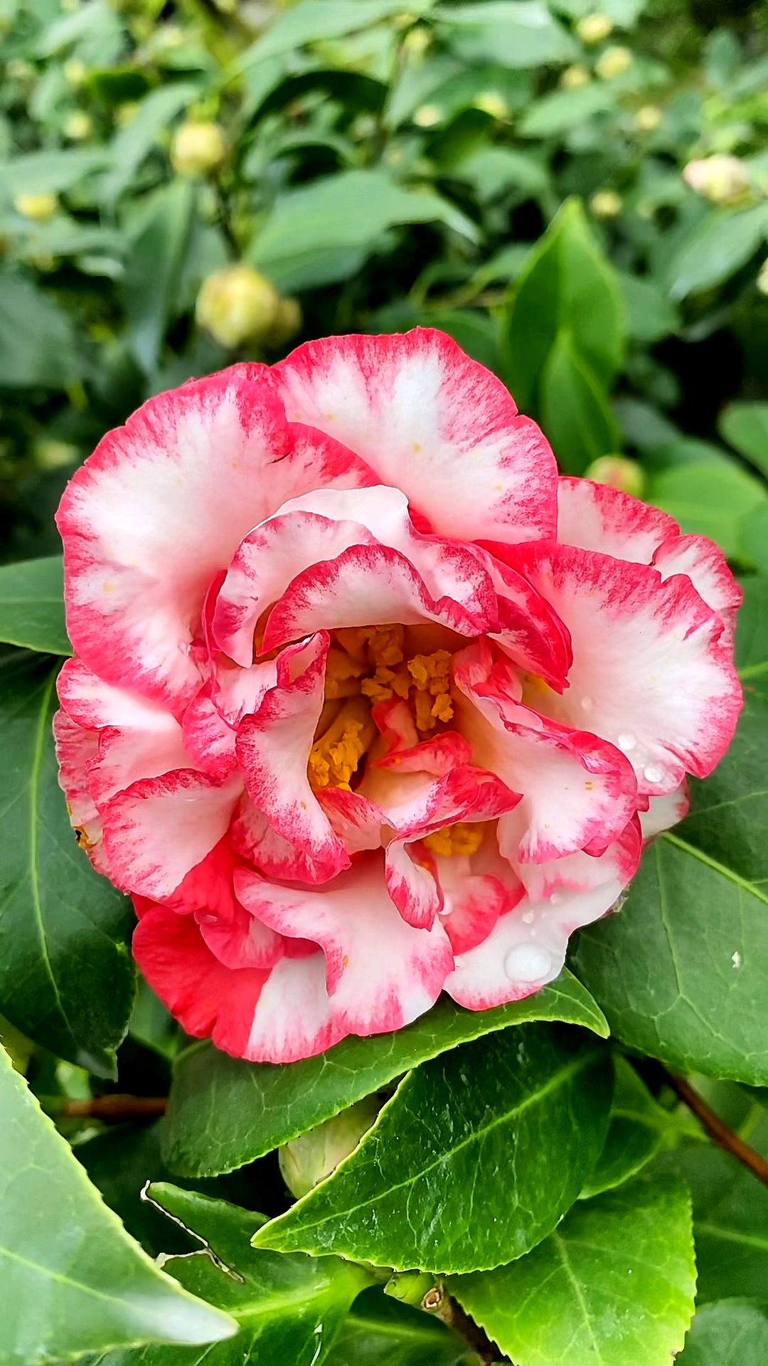 超级贝蒂茶花开品鉴赏!