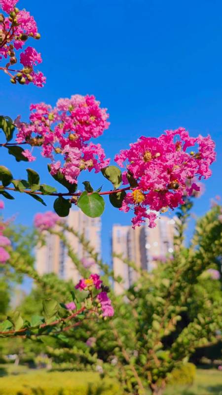 衡阳市船山公园:谁道花无百日红,紫薇长放半年花!