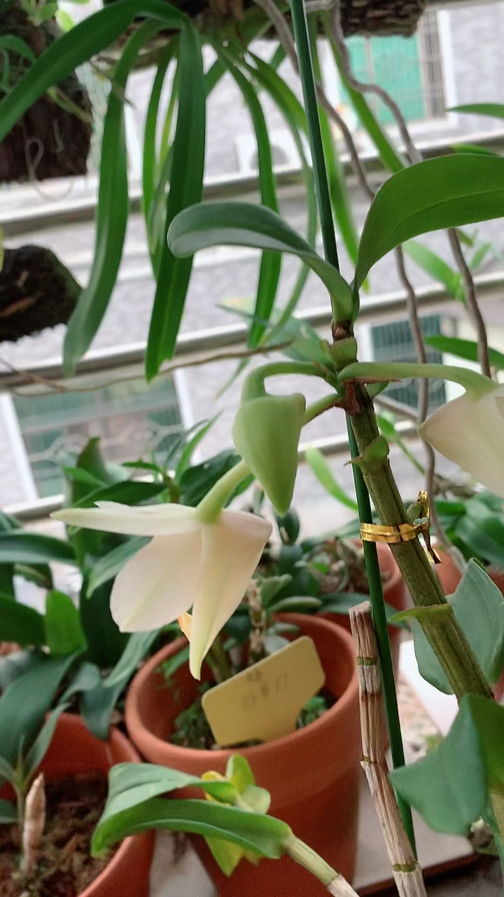 石斛记#黑毛类石斛