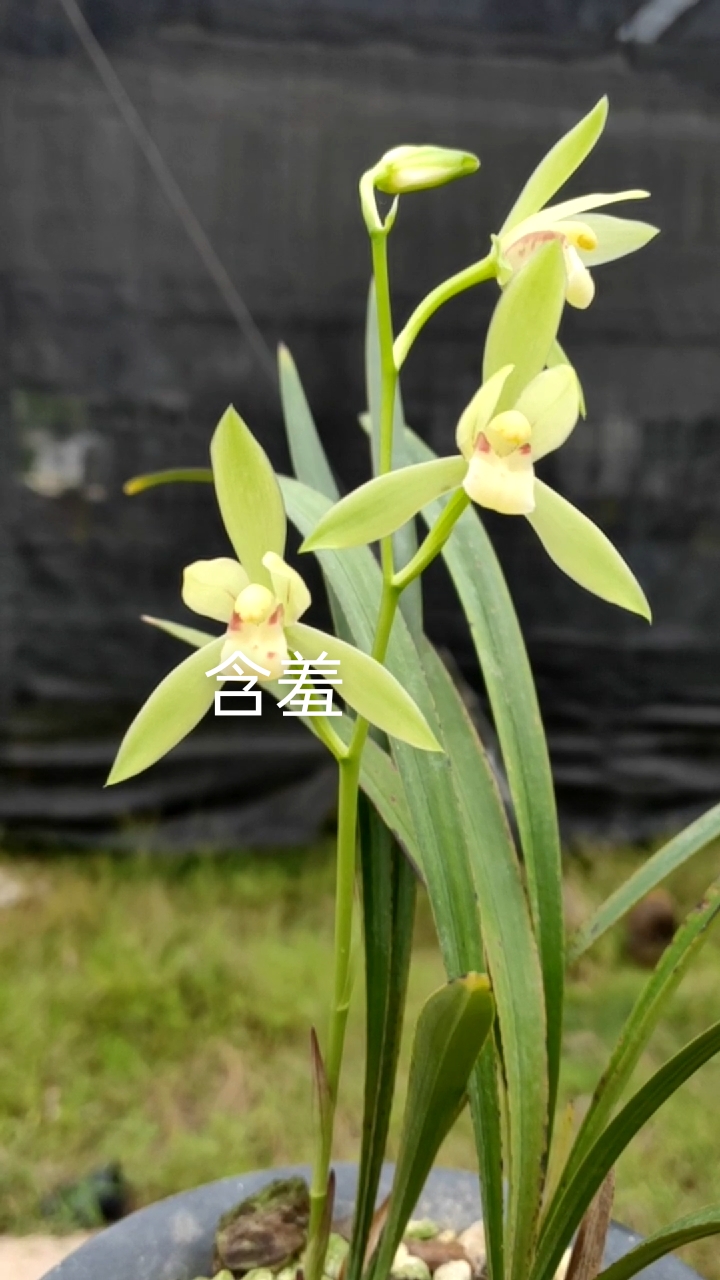 兰花#建兰美人含羞浓香的老品种