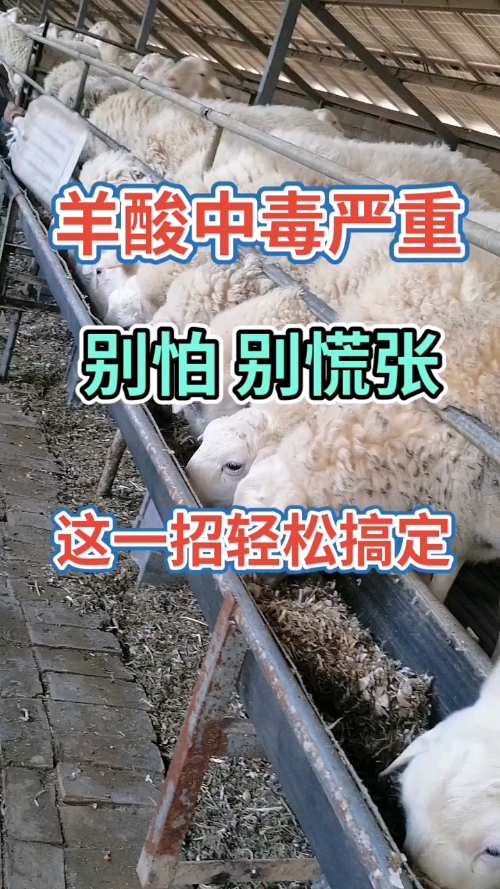 羊酸中毒严重别怕别慌张,这一招轻松搞定养殖不易每天记录每天分享