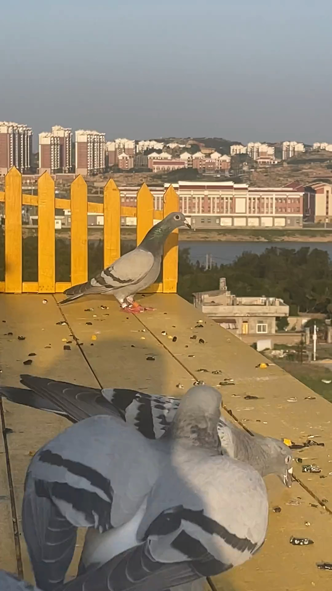 鸽子又来了一只天落这次鸽主还能看的到吗这颜色真的奇葩黄俩杠