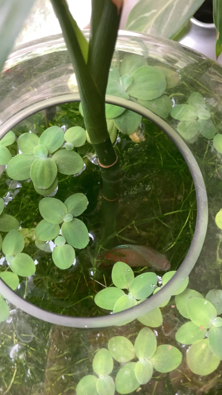 这是高手见人靠近就吐泡泡的鱼太可爱了哈哈哈哈