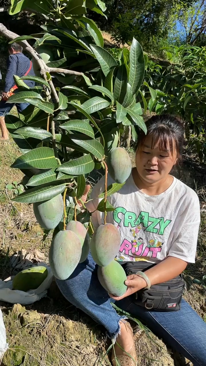 自家果园生态种植凯特大芒果果肉软糯香甜可口多汁三农