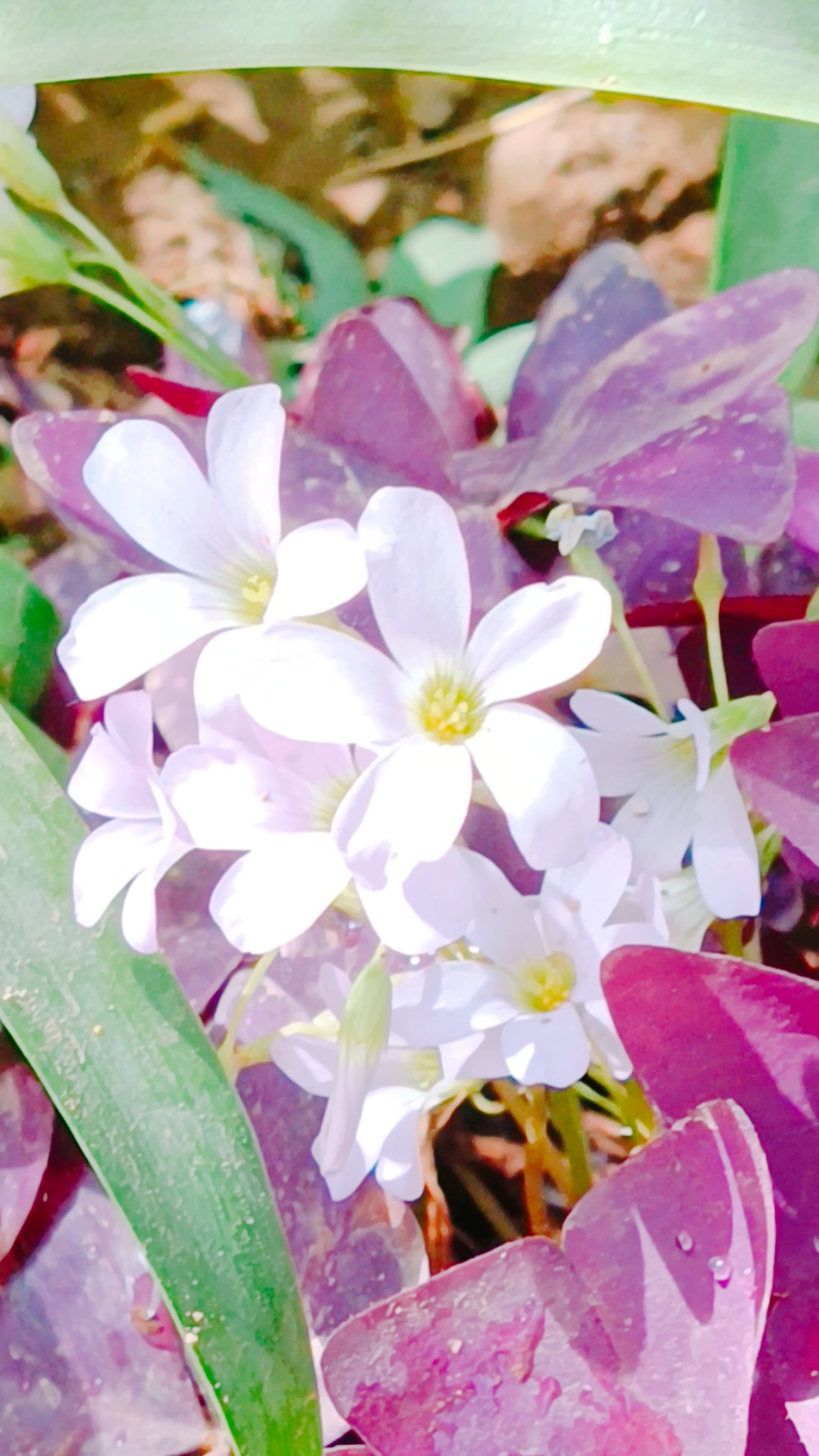 记录生活#好漂亮的紫叶花!