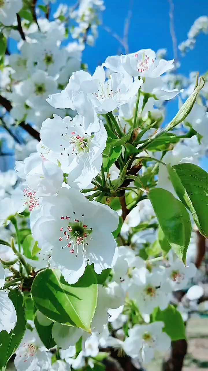 雪白雪白的梨花挂满枝头微风拂过宛如穿着缟素的玉女翩翩起舞
