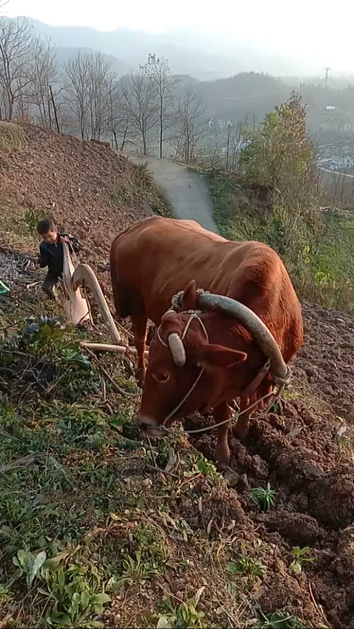 乡村景像#这牛真懂事,知道小孩干不了这事,宁愿挨打,它都不走