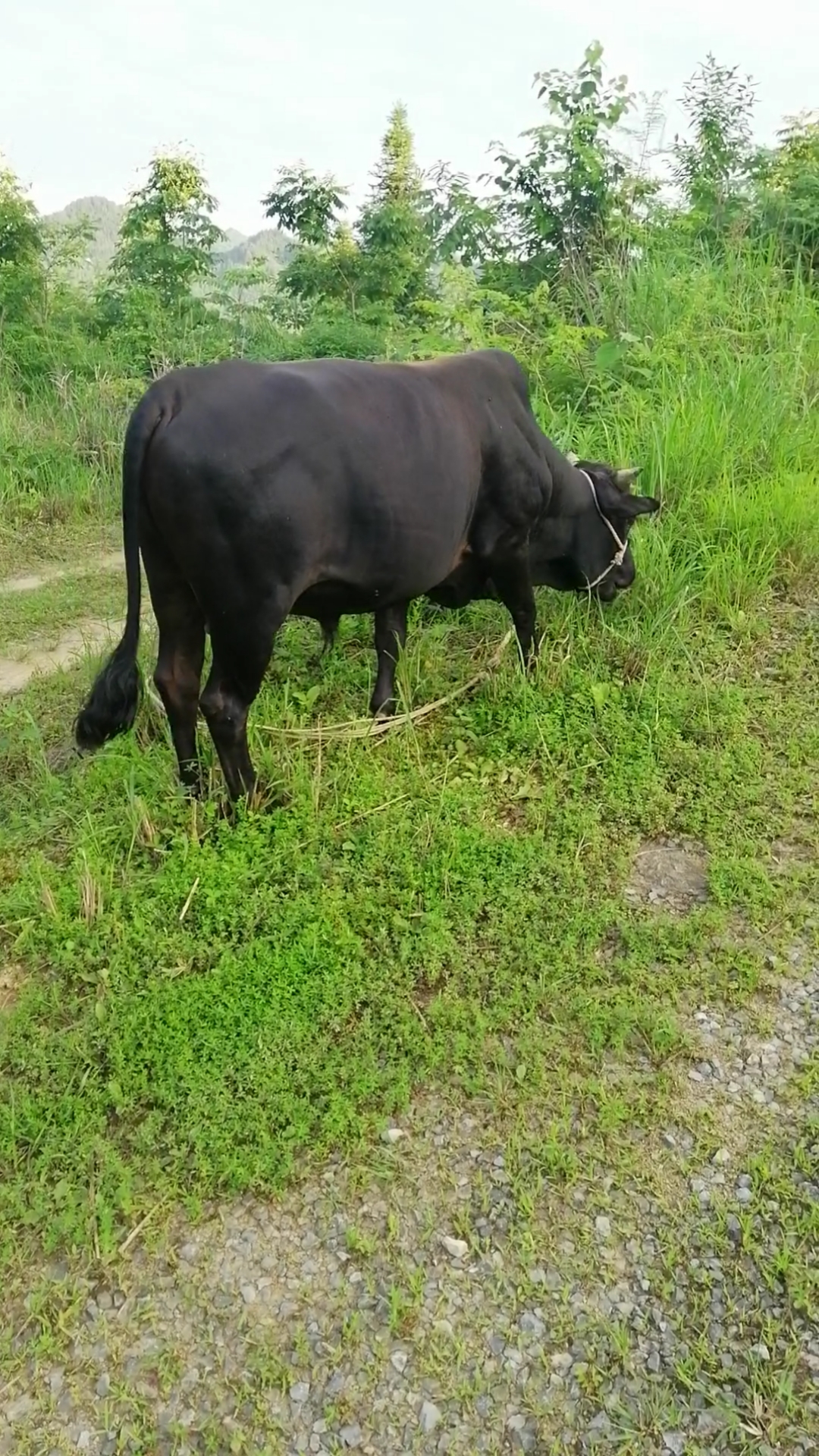 放养土黄牛,质量没得说