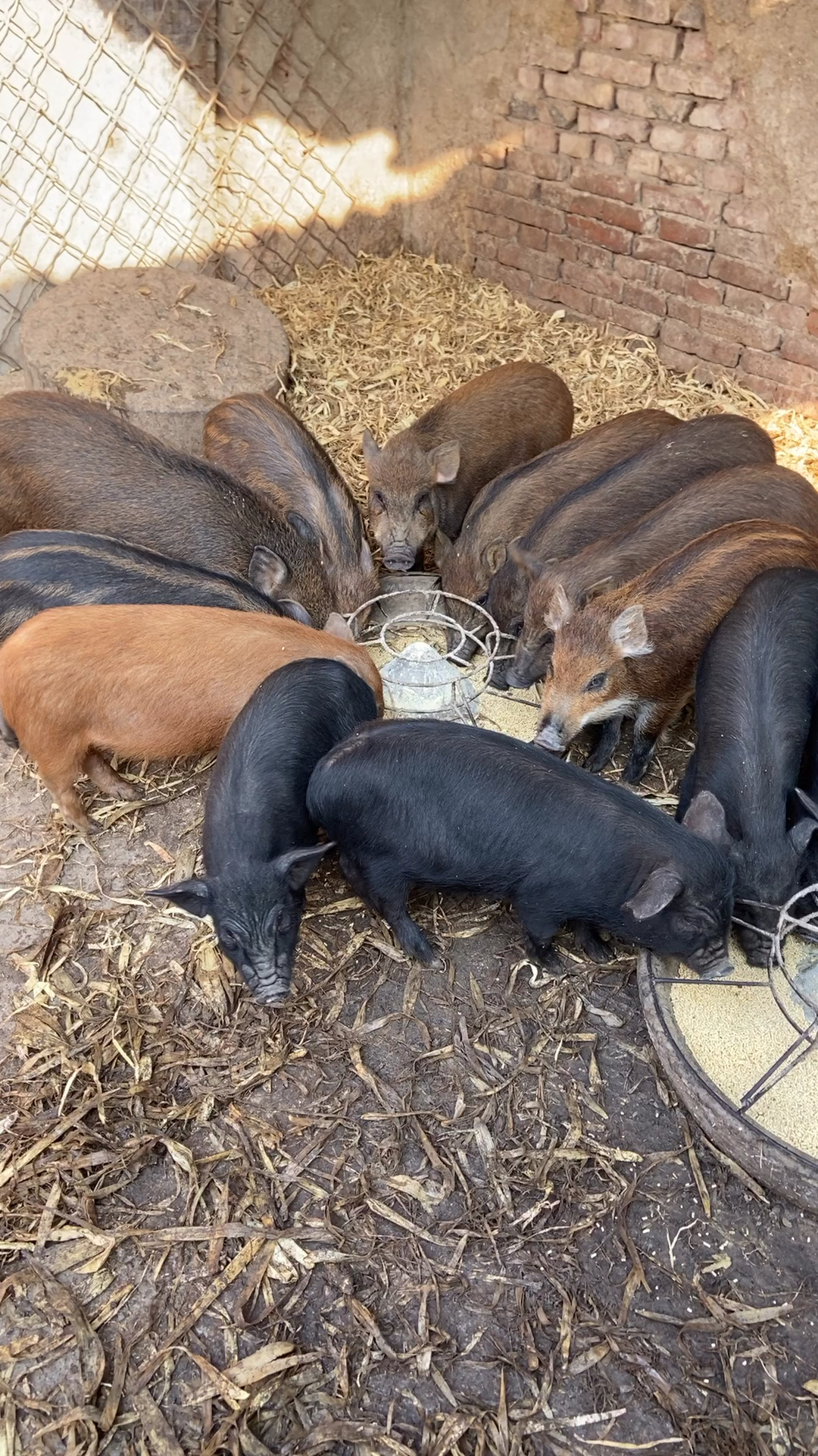 农村山里的野猪,最大能长到多少斤?-度小视