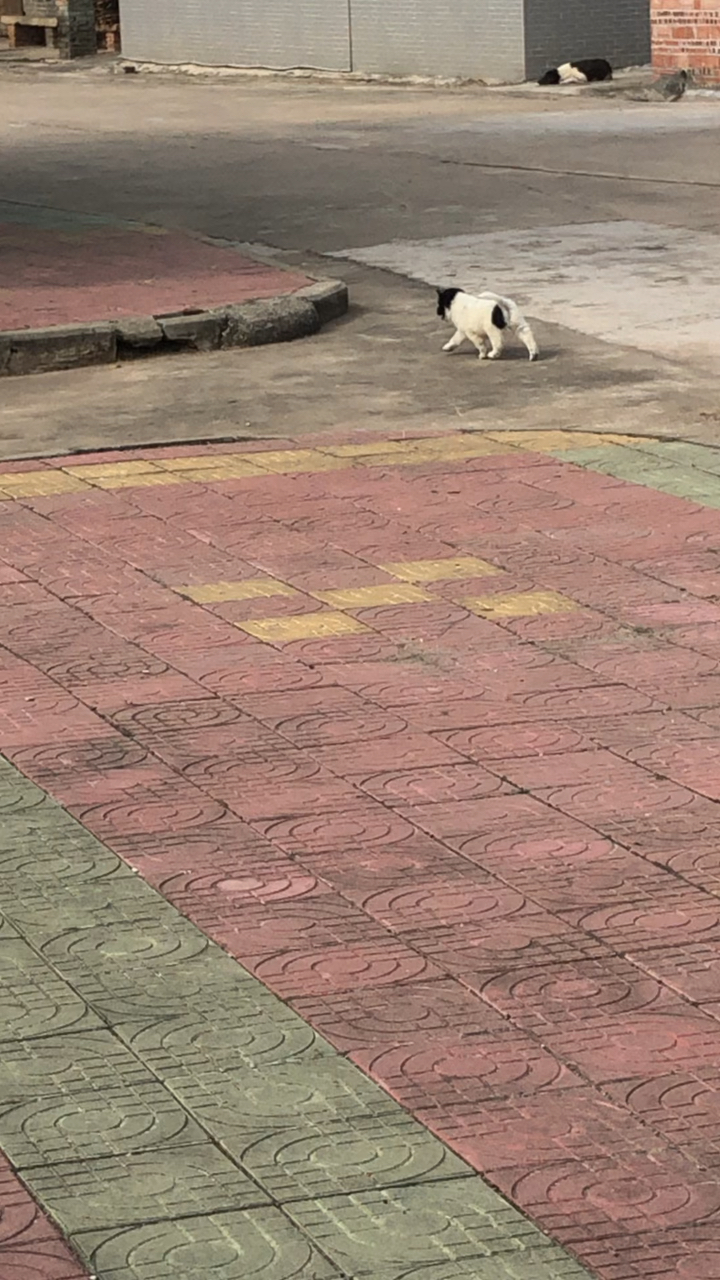 白狗黑头身带印,将军犬