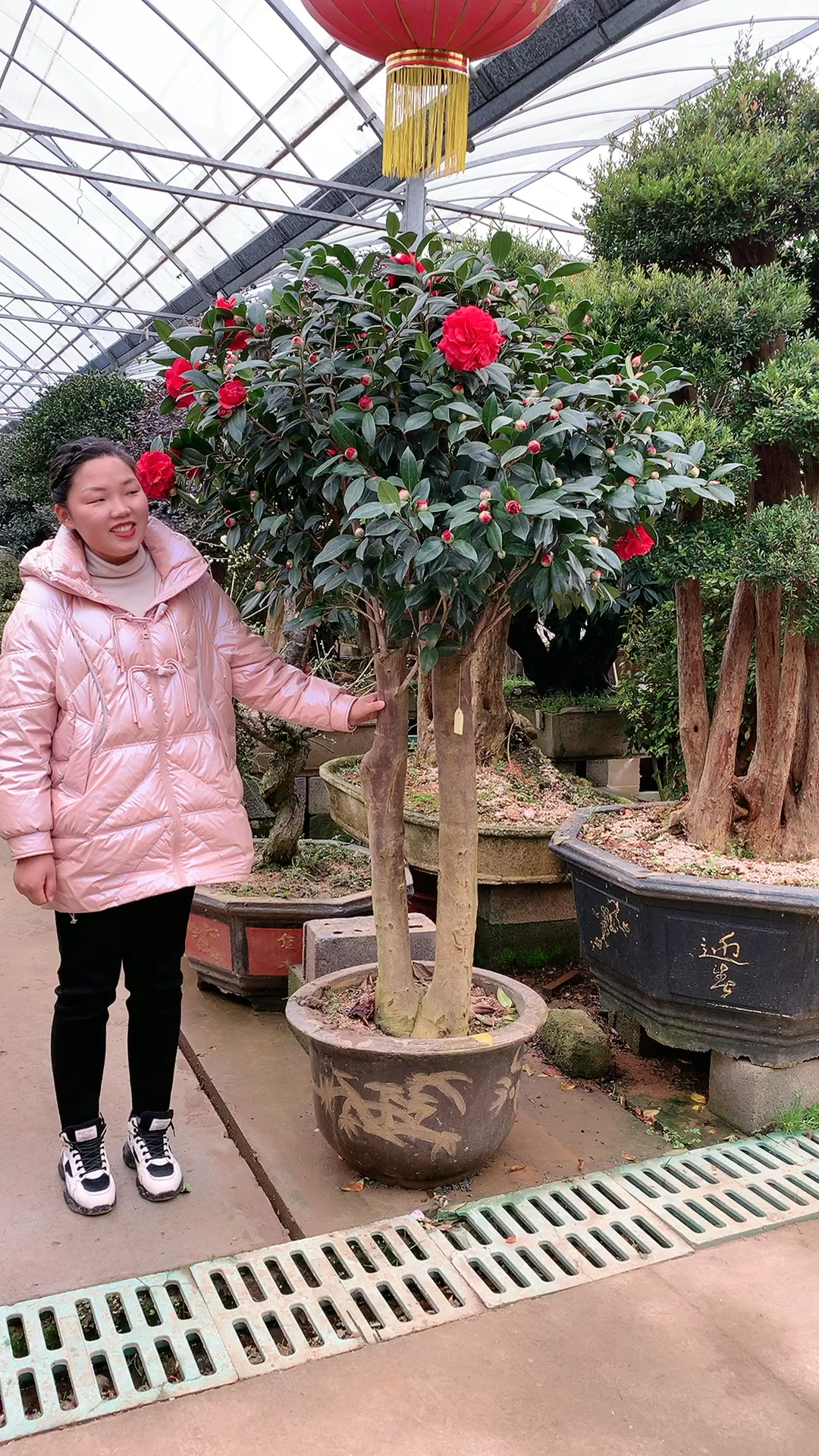 老桩茶花耐寒不怕冻